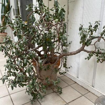 Large Indoor House Plants