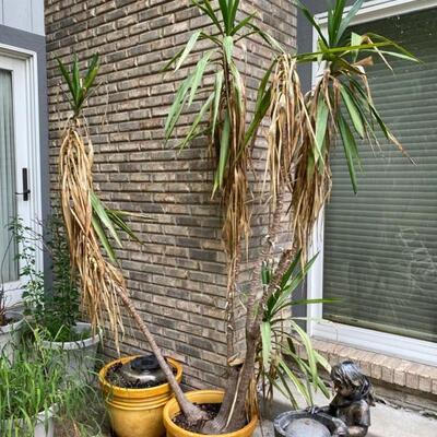 Potted Plants