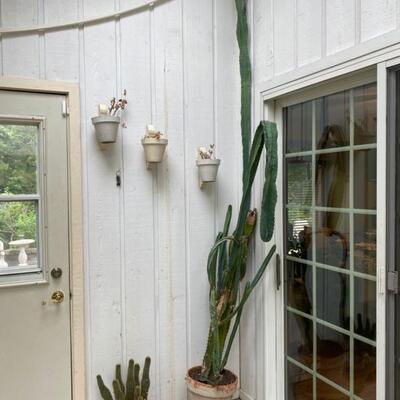 Large Indoor House Plants