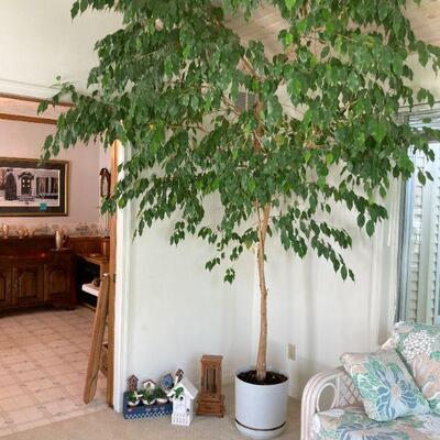 Ficus, about 8 ft.