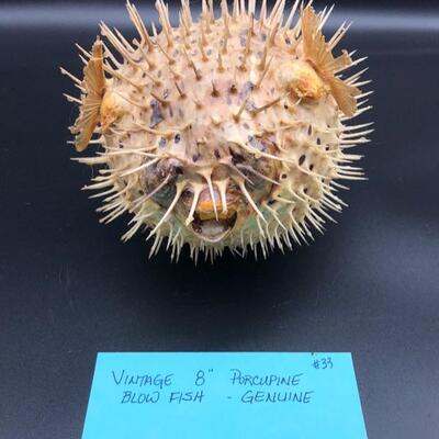 Porcupine Blow Fish