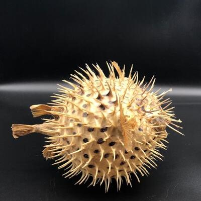 Porcupine Blow Fish