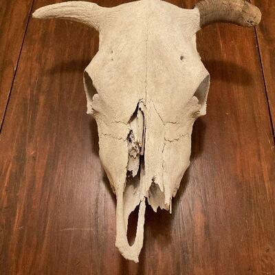Cow Skull Skeleton