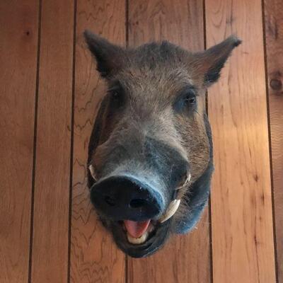 Wart Hog
$75
*Shipping Additional*