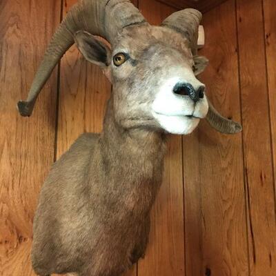 The bighorn sheep (Ovis canadensis)[5] is a species of sheep native to North America.[6] It is named for its large horns.
$150