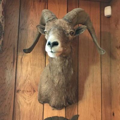 The bighorn sheep (Ovis canadensis)[5] is a species of sheep native to North America.[6] It is named for its large horns.
$150