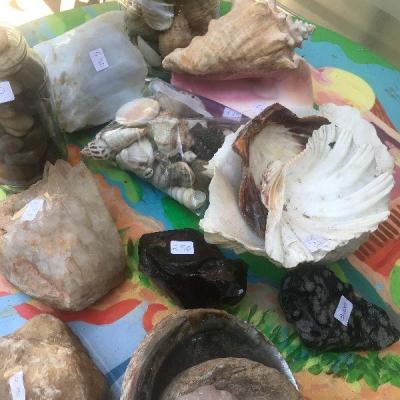 Assortment of Rocks and Seashells