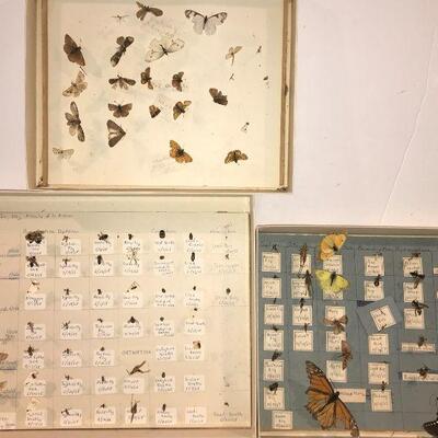 Bug Collection will be sold as ONE with the 2 books .We cannot separate it .
