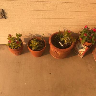 Various house plants in Terra Cotta Pots