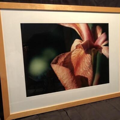 Sharon Sturgis. Iris. Signed by Artist.  Photograph on Fuji Velvia Slide film. Printed archivally on Chibachrome. 21x29.5.  42.5x33 framed.