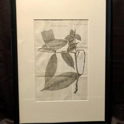 Rosa de Monte by James Basire. Engraving on
paper. 16 x 10. 27 x 18 framed