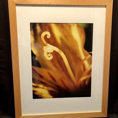 Sharon Sturgis. Gladiola. Artistâ€™s first proof.