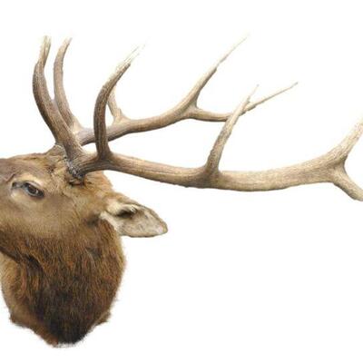 New Mexico Elk Mount