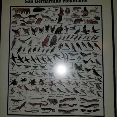San Bernardino wildlife poster
