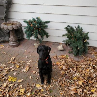 Look at Junker being cute! He likes dog treats, kwik trip sausage egg and cheese breakfast sandwiches.... and he will see you at the sale!