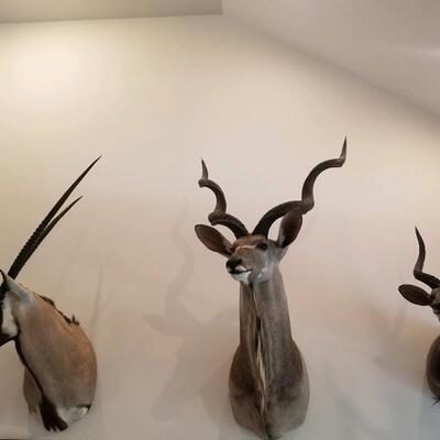 Trio of taxidermy shoulder mounts including from left, African Oryx, Waterbuck, Nyala