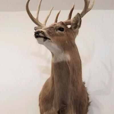 Taxidermy White Tail Deer shoulder mount