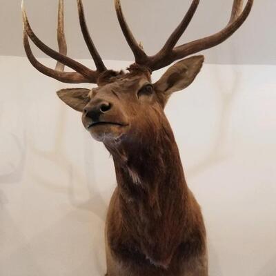 Taxidermy Montana Elk shoulder mount