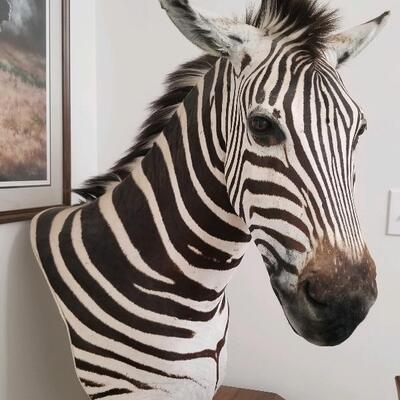 Taxidermy Burchellâ€™s Zebra pedestal mount