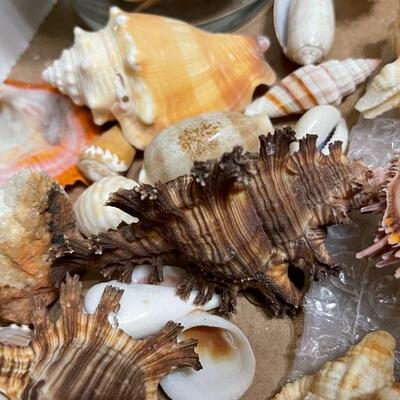 US Veteran spent many years diving in Pearl Harbor Hawaii and found shipwreck artifacts as well as coral when it was still legal to dive...
