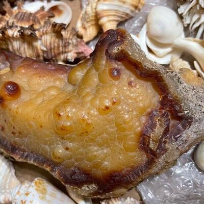 US Veteran spent many years diving in Pearl Harbor Hawaii and found shipwreck artifacts as well as coral when it was still legal to dive...