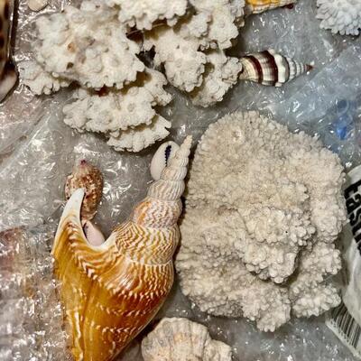 US Veteran spent many years diving in Pearl Harbor Hawaii and found shipwreck artifacts as well as coral when it was still legal to dive...