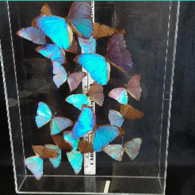 a collection of butterflies under glass