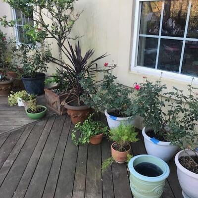 Lots of plants and planters