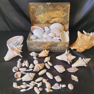 Lot of Seashells including Hinged Brass Box