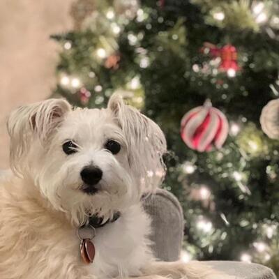 Oops how did that one get in there?  Our pooch is wishing you a Happy Holiday!