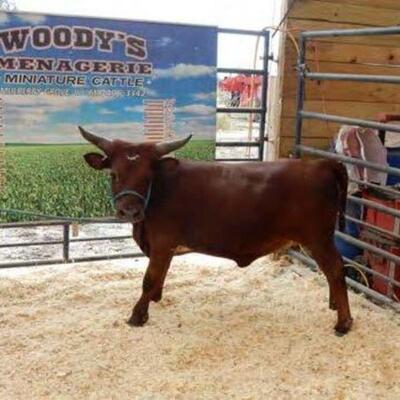 #144 â€¢ Western Heritage Heifer: Tag: USDA H3
Age: coming 3 year old
Size: 30 inches
Owner: Woody's Mini Cow
WOW WOW WOW
Micro mini cow...
