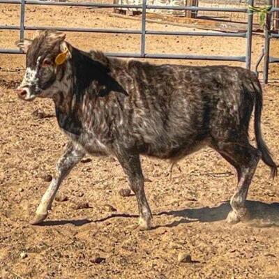 #215 â€¢ Little Western Heritage Mini Bull: Approx  8 Months Old 