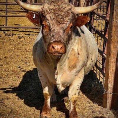 #155 â€¢ Western Heritage Bull: Tag:
Age: 2+ year old

 
Lots of white, color and hornpotential here.
A 2 year old bulllooking for some...