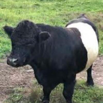 #156 â€¢ Panda/Belted Bull Tag: Bubba
Age: 2 1/2 yr. old
Size:38/39 inches
 
Easy Natured Laid Back.
