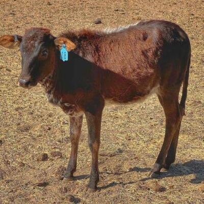 #18 â€¢ Little Zebu Cross Bull: Little Zebu Mini Calf.. Picture coming soon with someone standing next to it reference size
