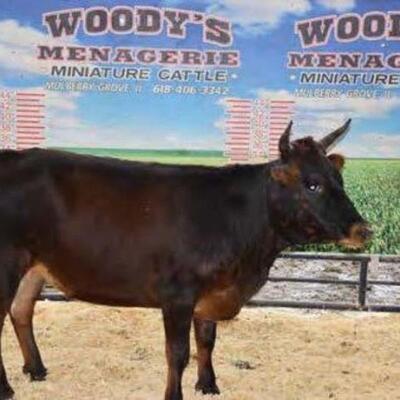 #143 â€¢ Western Heritage Heifer: Tag: USDA H1
Age: coming 3 year old
Size: 34 inches
 
A young micro mini
Pregnant with a Western...