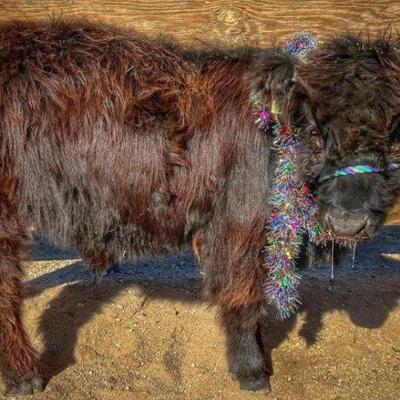 #11 â€¢ Super Tame Mini Black Highlander Bull
Sire is a black Highlander that is 40in tall
Dam is 43in tall
Worked with and loves to play.
