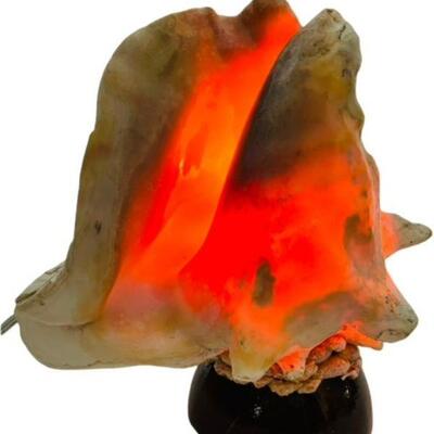 Conch Lamp