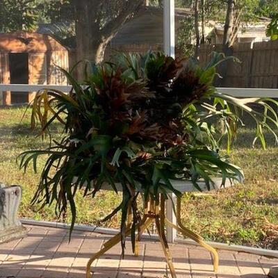 Stag Horn Fern