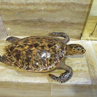 Turtle Decor 