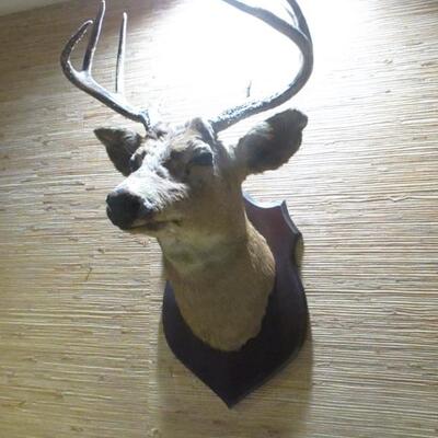 Taxidermy  