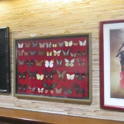Real Butterfly Collection 