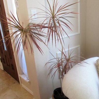 THIS HOME HAS LOTS OF BEAUTIFUL PLANTS THROUGHOUT!