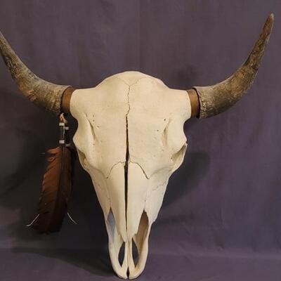 Cow Skull with Horns and Leather Feather