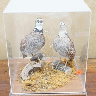 PAIR OF MOUNTED QUAILS TAXIDERMY WITH CASE