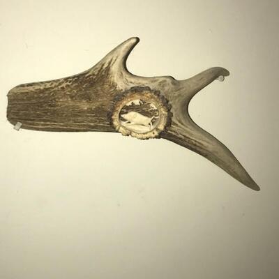 Antler with a carved scene of a boar 
