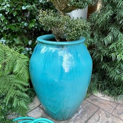 LARGE TURQUOISE POT WITH SPIRAL PLANT $300.00