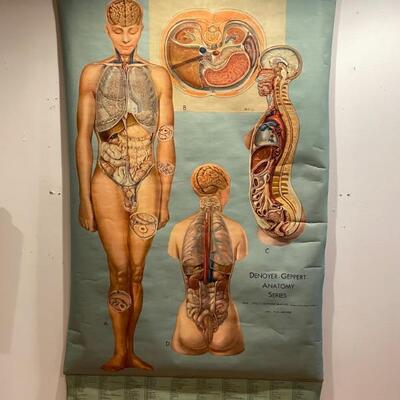 Vintage Anatomy Pull Down Chart, Topography Of Organs By Denoyer-Geppert 