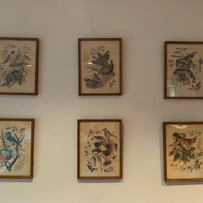 set of 6 vintage bird prints