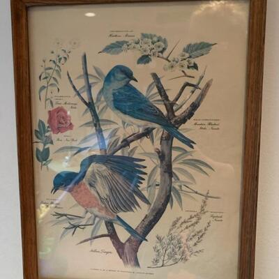 set of 6 vintage bird prints
